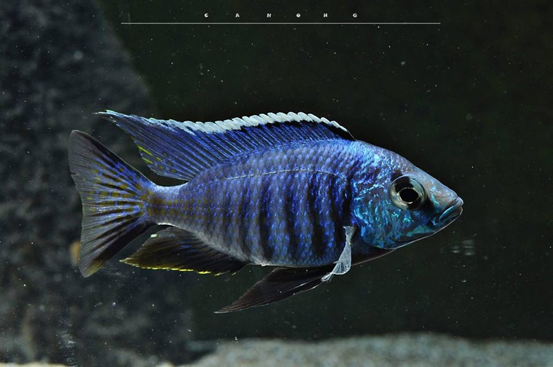 Copadichromis azureus